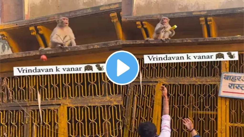 vrindavan viral video monkey in mathura agreed to give spects for frooty see this viral video