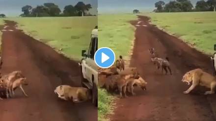 Wild life the queen of the jungle fought alone against the herd of hyenas video