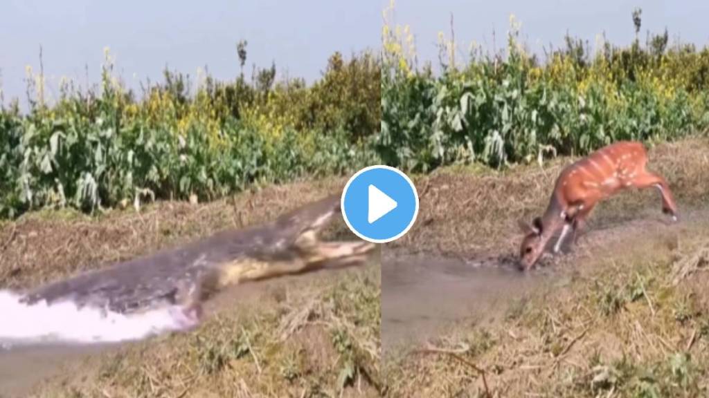 Deer Save His Life From Crocodile By Using His Brain And Trick Video