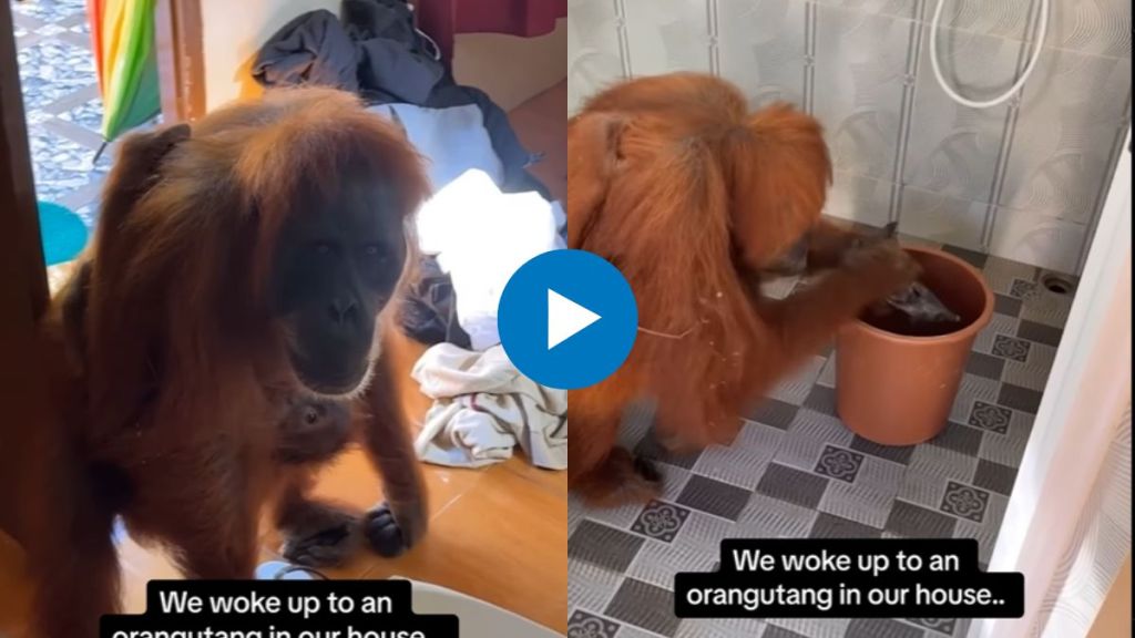 Orangutang visits the house viral video