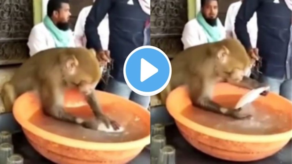 Viral Video of Monkey