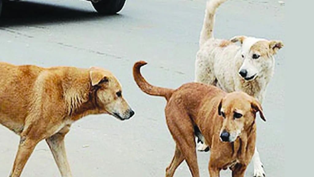 amravati, stray dog, stray dog bite, 15 thousand people