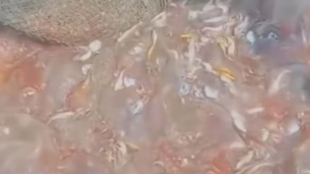 vasai fisherman, fishermen getting jellyfish, jellyfish in large number