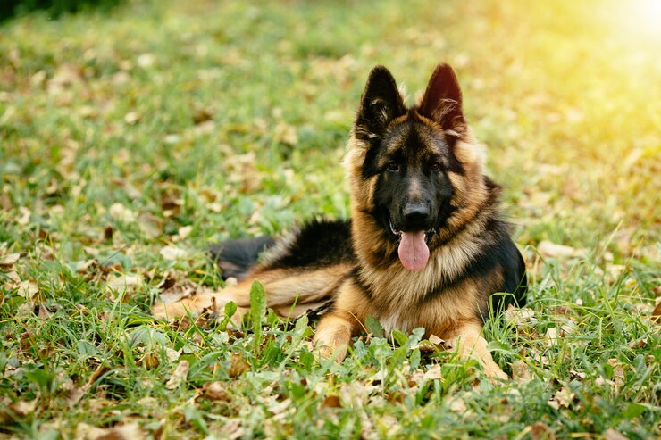 centre government proposes ban on 23 dangerous dog breeds in India including pitbull bulldog German Shepherd Check full list