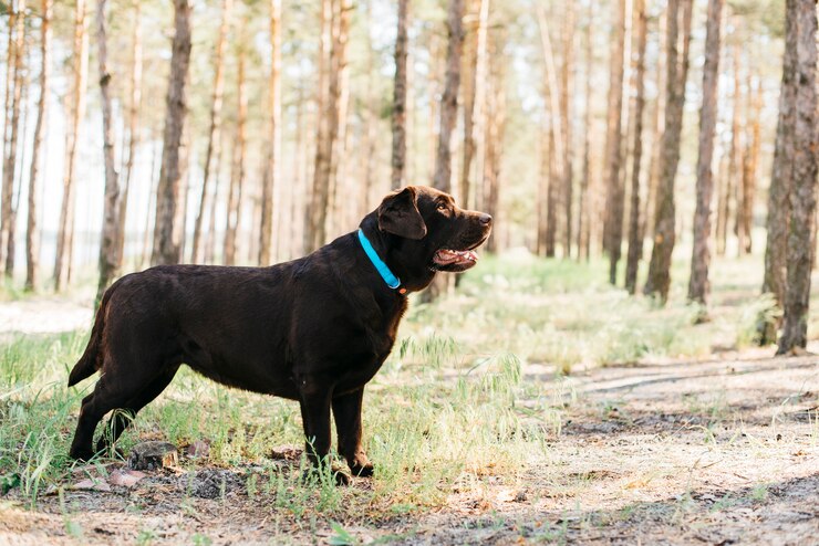 centre government proposes ban on 23 dangerous dog breeds in India including pitbull bulldog German Shepherd Check full list