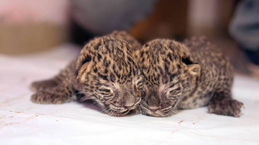 Satara district, Hingnole village, karad, forest department reunited leopard cubs, mother