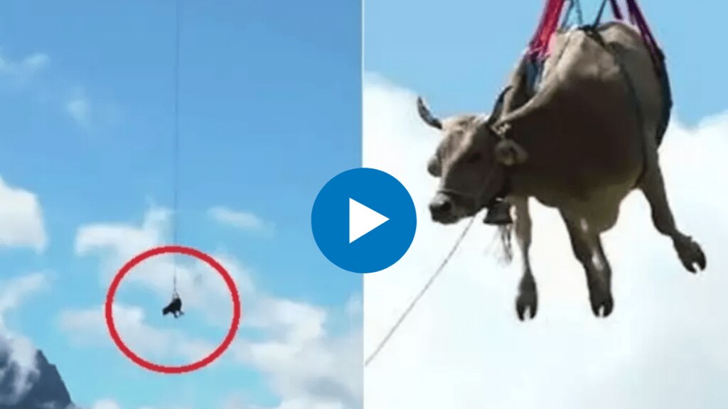 Cow Airlifted by Helicopter in Switzerland