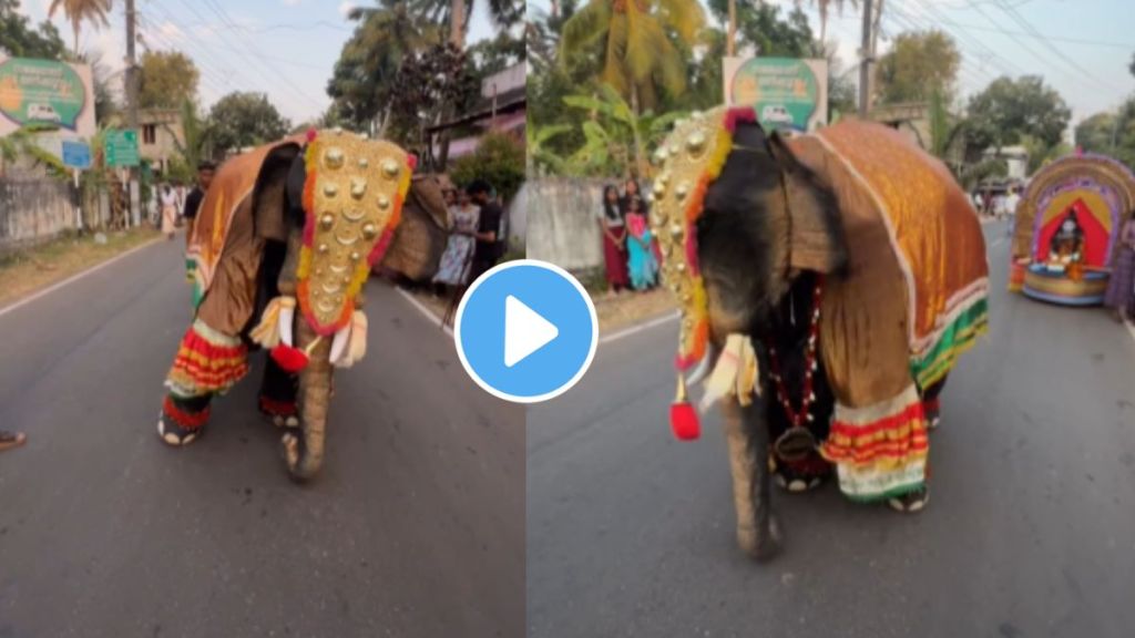 elephant dance video goes viral