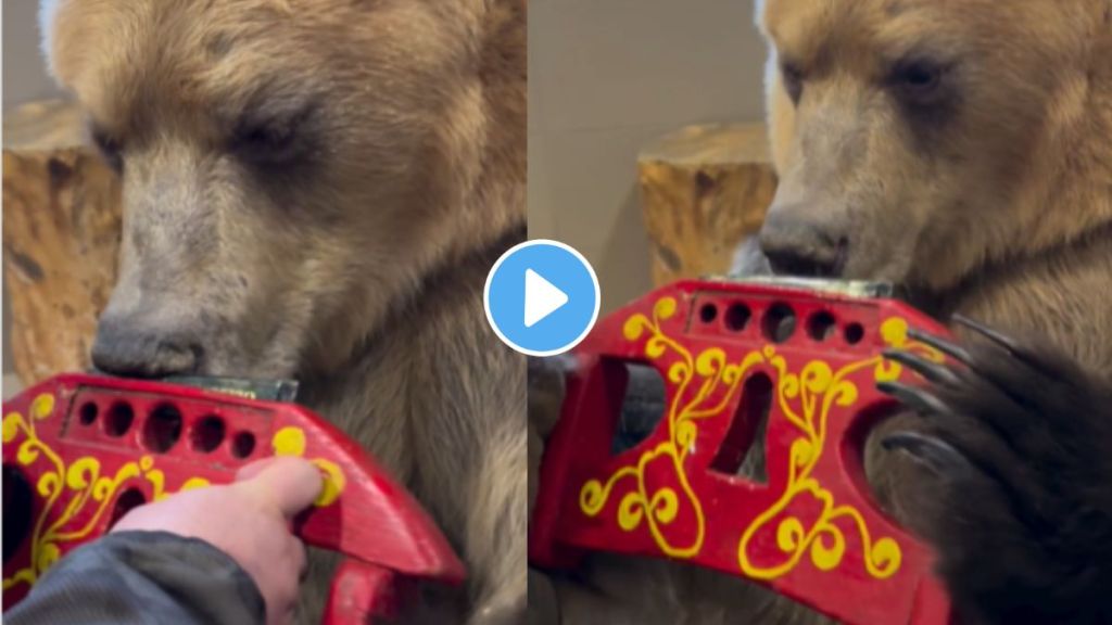 a man teaches bear to play harmonica