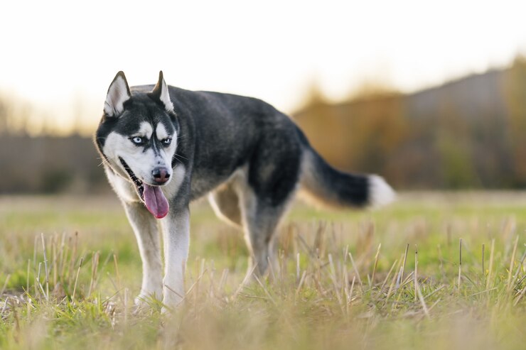 centre government proposes ban on 23 dangerous dog breeds in India including pitbull bulldog German Shepherd Check full list