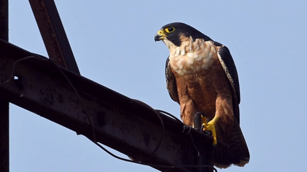 Yavatmal, Shaheen Falcon, Bembla Dam, Five Months, bird,