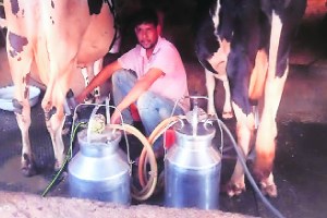 Loksatta lokshivar Agriculture Business Milk business animal husbandry