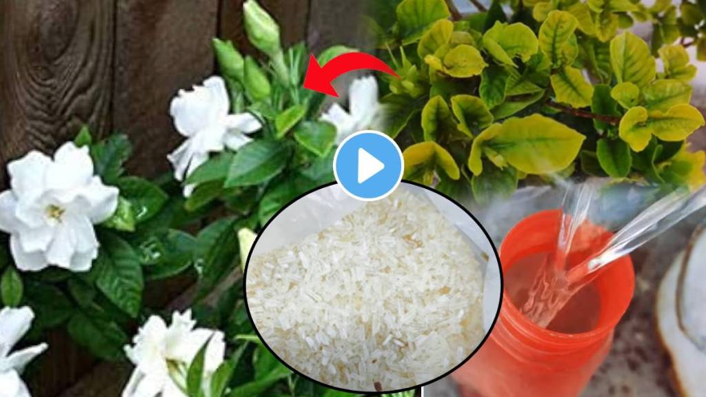 Use This Epsom Salt Looking Like Rice For Flower Plants Anant Mogra Jaswandi