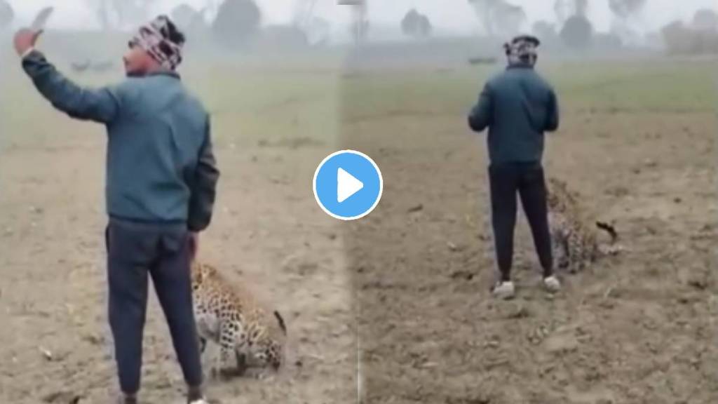 Farmer Caught A Leopard In The Field And Started Taking A Selfie Video