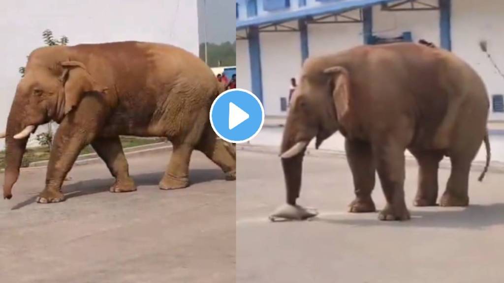 video captured unexpected sight of an elephant Visite foodgrain godown storage and extracting rice using trunk