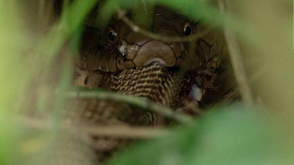 Do You know The scientific name of king cobra IFS Parveen Kaswan shared details With Picture Of eating another cobra