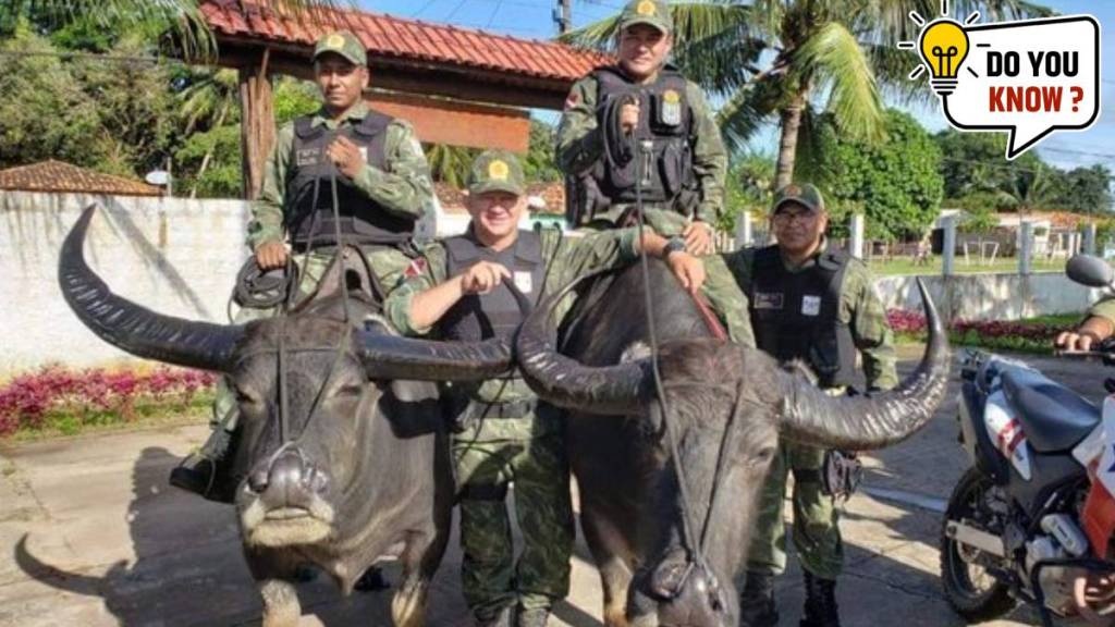 Do you know the police in this city ride buffaloes for patrolling?