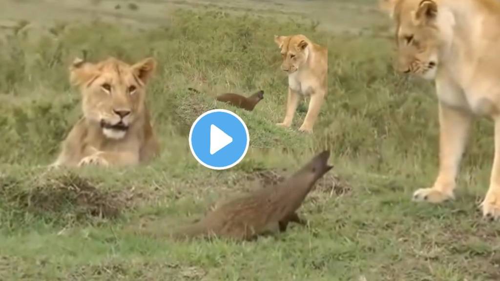 Mongoose attack on lions animal fight wildlife video viral