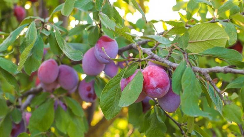 Summer Food 5 Indian Fruits That Keep You Hydrated