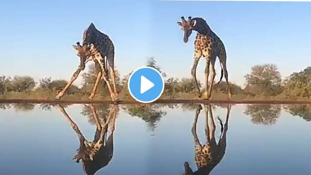 Giraffe has to face many problems while drinking water shocking video