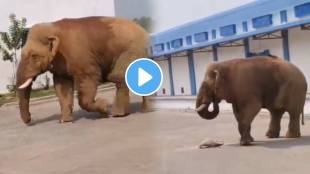 Shocking video Hungry Elephant Attack On Godown For Food