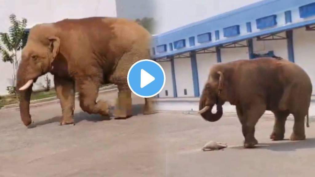 Shocking video Hungry Elephant Attack On Godown For Food