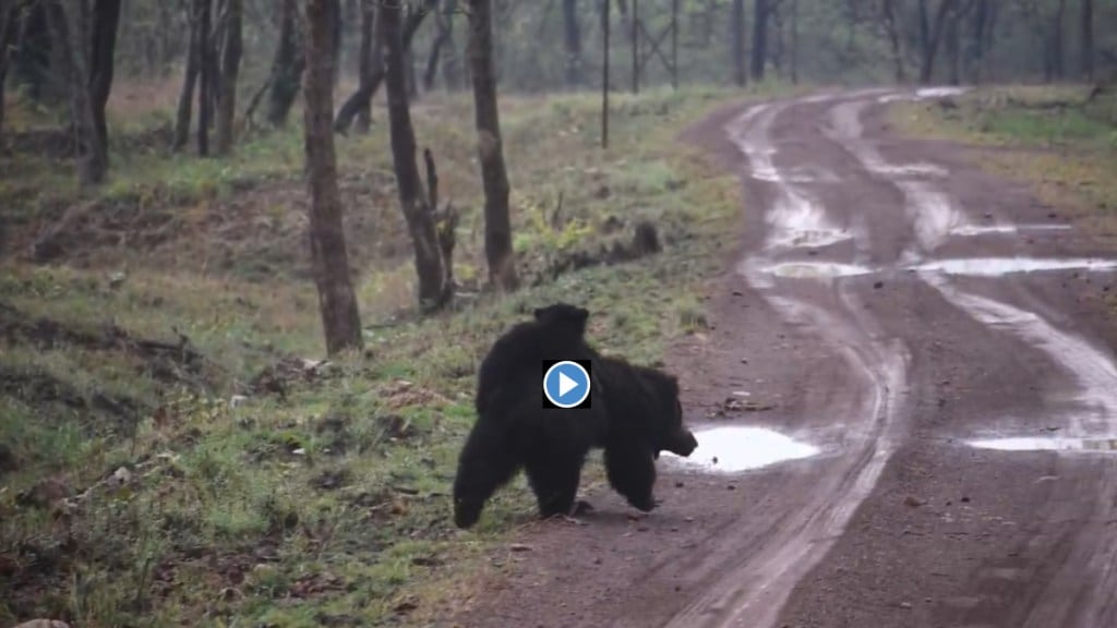 Rainy Weather, unseasonal rain, Delights Wildlife, Tadoba Andhari Tiger Project, Bears Spotted Carrying Cubs, Bears Spotted Carrying Cubs on Their Backs, marathi news, tadoba news, andhari news, viral video,