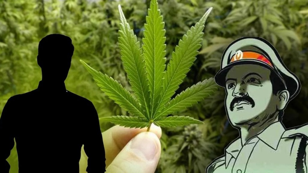 farmer near chakan planted 66 cannabis plants in corn field