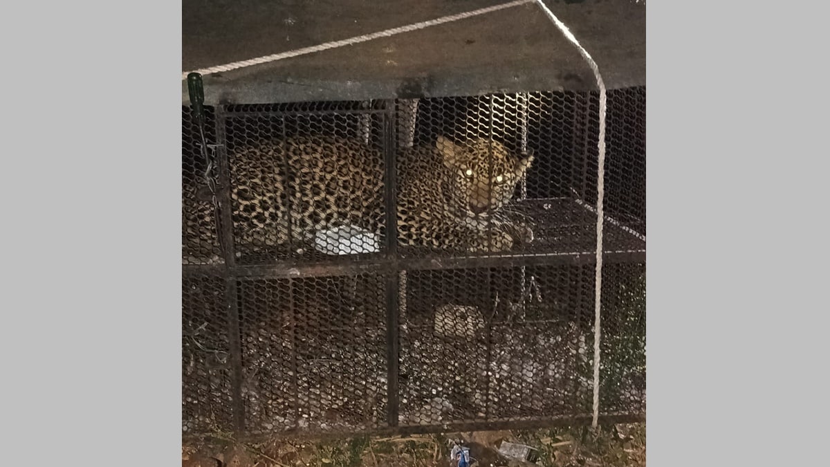 कोंबड्यांच्या खुराड्यात बिबट्याची मादी कैद in shirur leopard found in ...