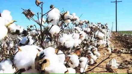 cotton and soybean msp issue in lok sabha election