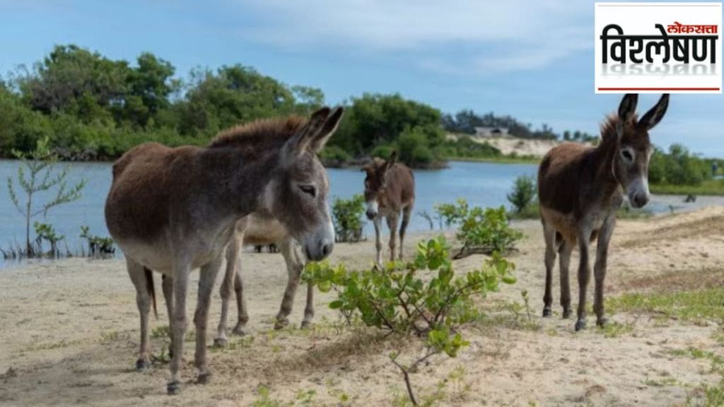 donkey milk expensive