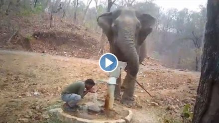 elephant himself panted and gave water to the mahout video goes viral