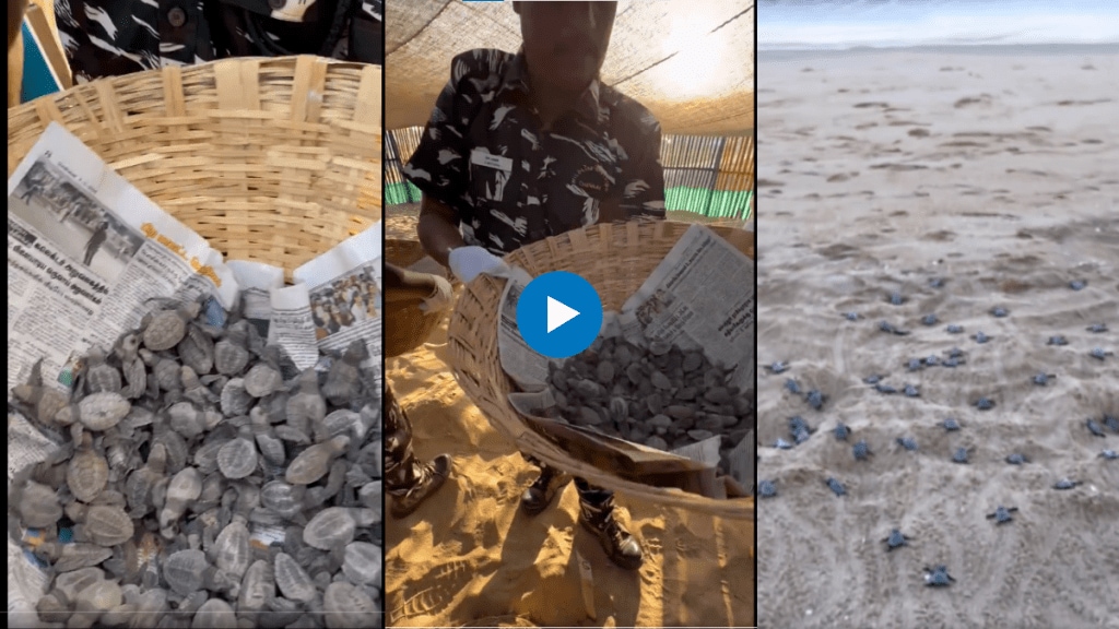 Video Of Baby Turtles Making Their First Voyage Will Give You Goosebumps