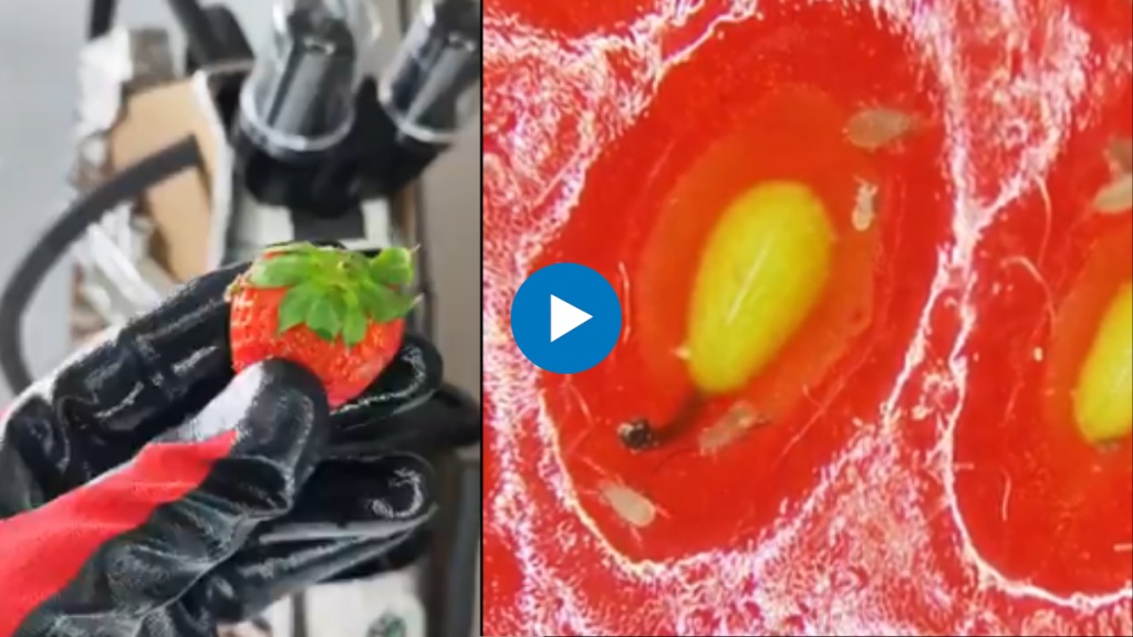 Watch this video before eating strawberries