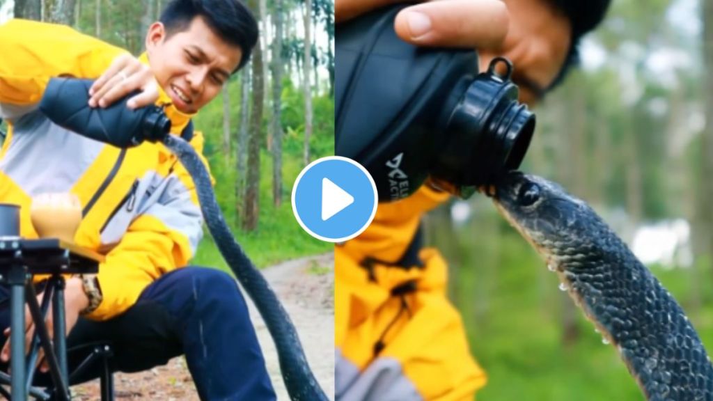 thirsty snake drinks water from a man amazing video goes viral