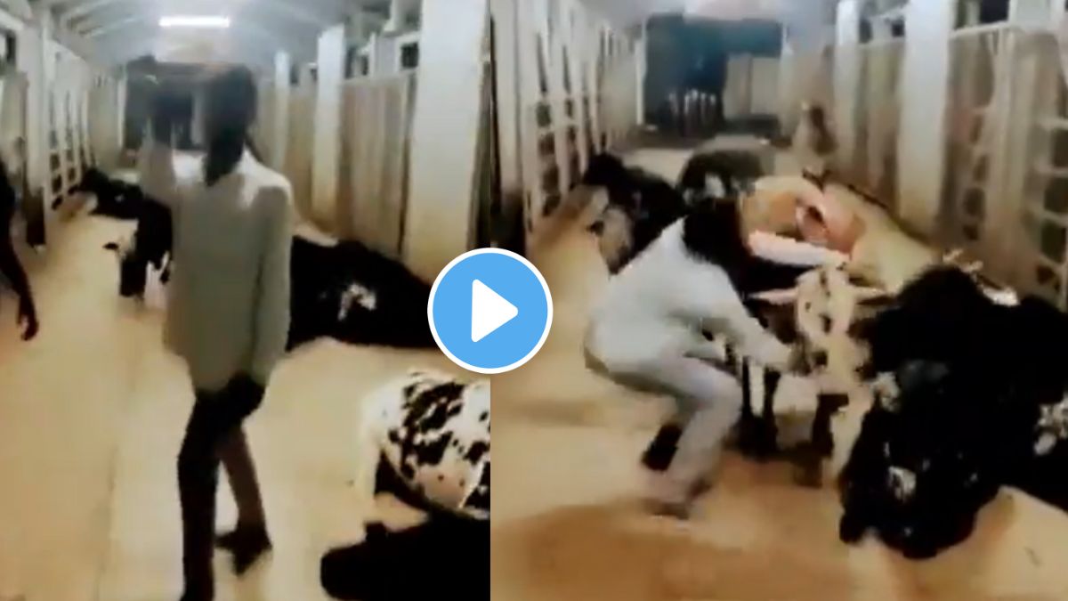 karma hit back on young boys who messed with the cow