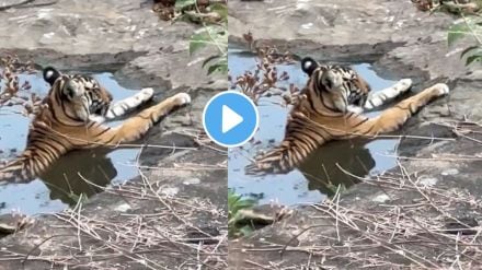 Tigress chilling in a jungle stream on a hot summer