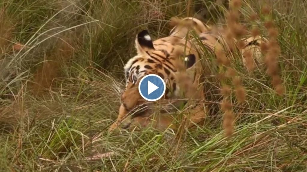 Video of tiger eating hidden prey in Navegaon buffer area