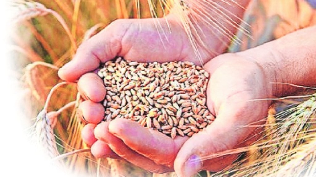 Loksatta anvyarth wheat rates Pradhan Mantri Garib Kalyan Food Yojana to Central Government