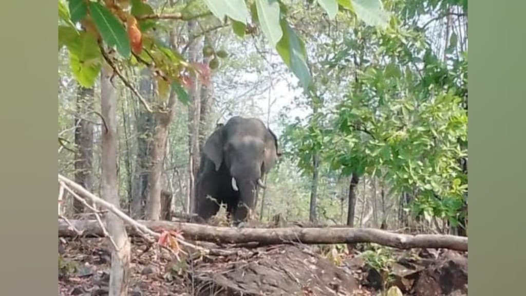 Gadchiroli District, Wild Elephant, Kills Farmer, bhamragad, kiyar jungle, Nuisance Continues, Wild Elephant Kills Farmer,forest, forest department, wild elephant news, marathi news, bhamragad news,