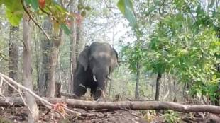 wild elephant created havoc in the district gadchiroli three women seriously injured in attack
