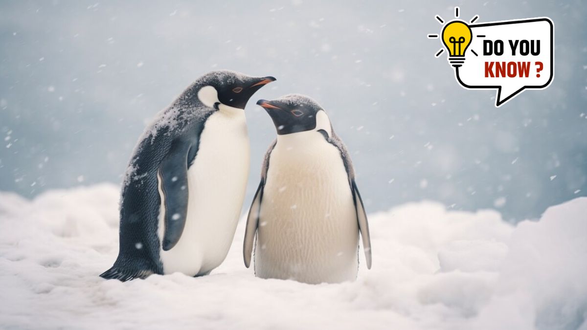 World penguin day 2024 पेंग्विन्सदेखील करतात उपवास? जाणून घ्या या