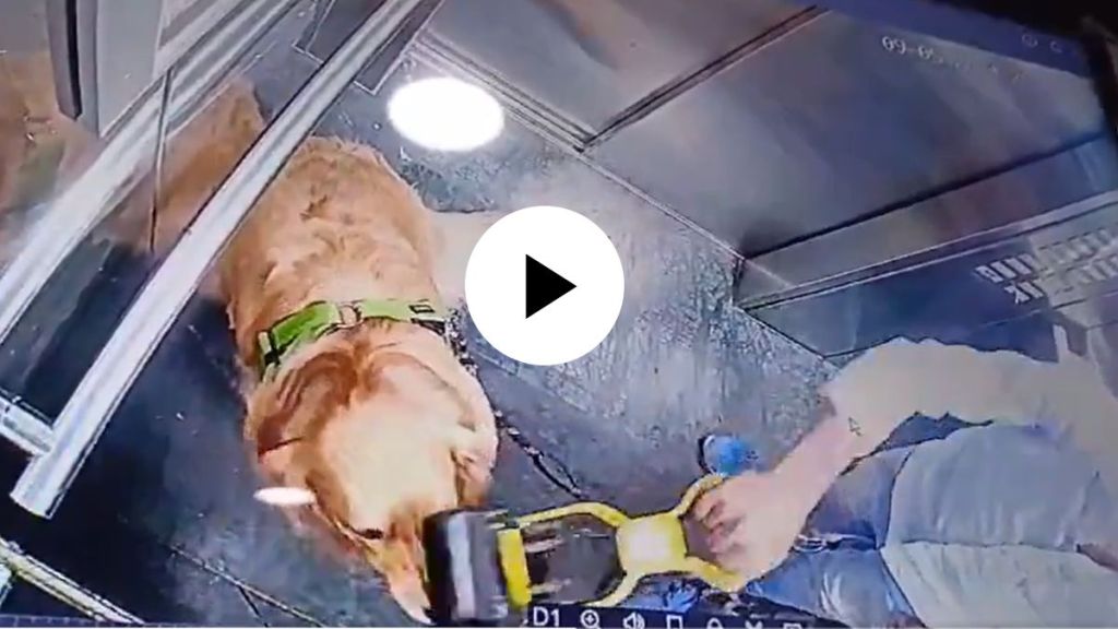 a man beating innocent dog in a moving lift