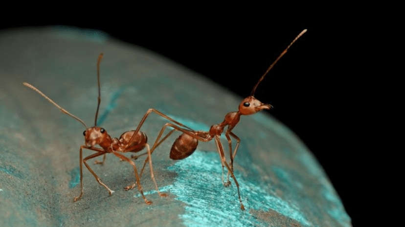 Worlds most invasive species red fire ants invade britain