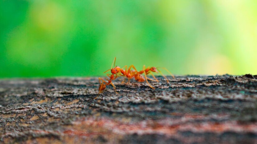 Worlds most invasive species red fire ants invade britain