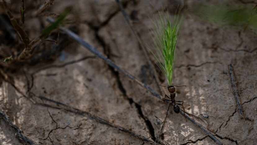 World's most invasive species red fire ants invade britain