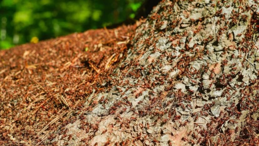 World's most invasive species red fire ants invade britain