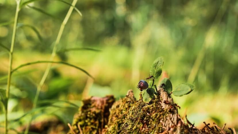 World's most invasive species red fire ants invade britain