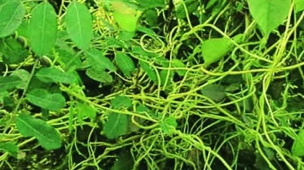 Amarvel weed threat to soybeans and other crops Akola