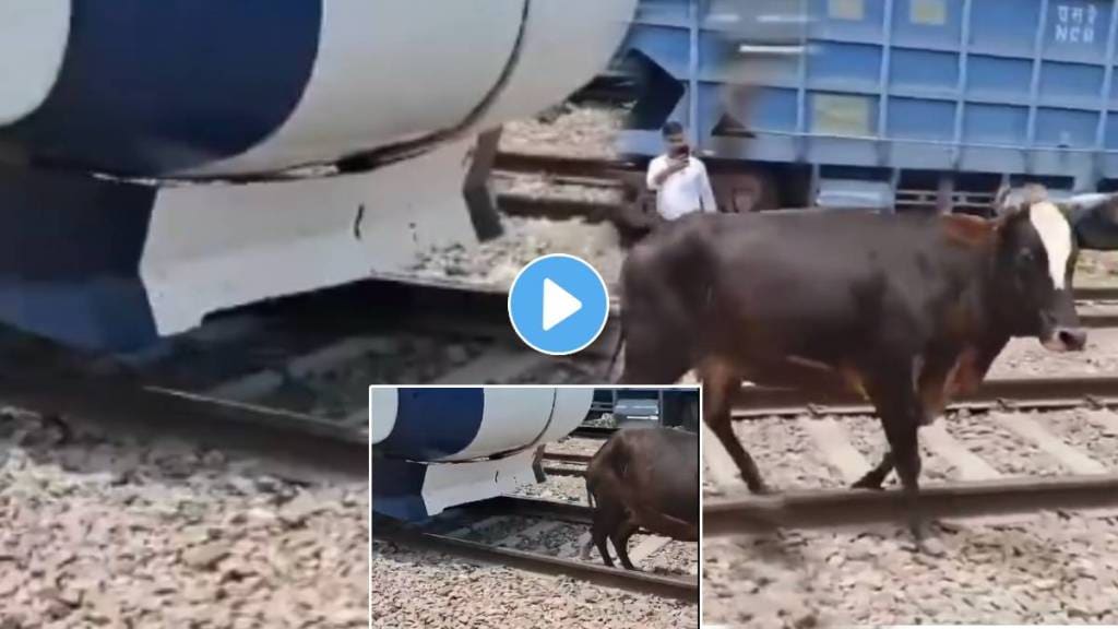 Cow Gets Stuck Under Vande Bharat Train After Loco Pilot Applies Emergency Brakes